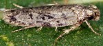 Psoricoptera speciosella (I)