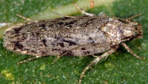 Psoricoptera speciosella 4