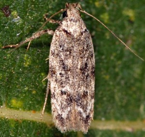 Psoricoptera speciosella 5