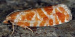 Rhyacionia pinicolana 06 1