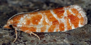 Rhyacionia pinicolana 06 1