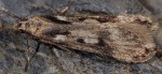 Sattleria breviramus (I)