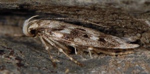 Sattleria breviramus 06