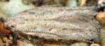 Scrobipalpa gallicella (I)