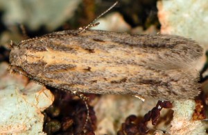 Scrobipalpa pauperella 5