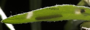 Scrobipalpa phagnalella
