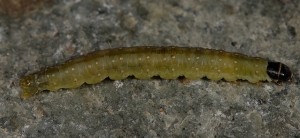 Sparganothis pilleriana L5