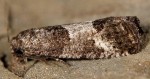 Spilonota laricana 06 1