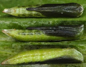Stenoptilia arvernicus chrysalide 05 1