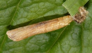 Stenoptilia asclepiadeae c