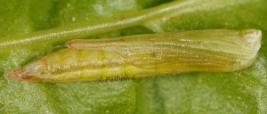 Stenoptilia asclepiadeae c1