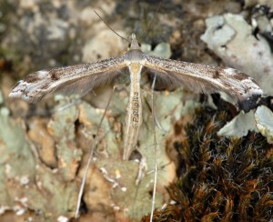 Stenoptilia millieridactylus femelle 83 2