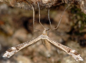 Stenoptilia millieridactylus mâle 83 1