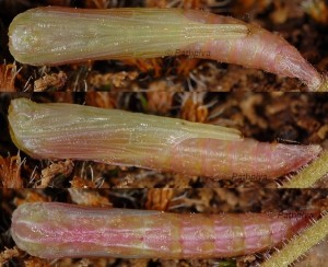 Stenoptilia pelidnodactyla chrysalide 06 1