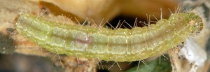 Stenoptilia zophodactylus L5 13 2