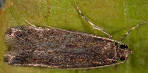 Telphusa cistiflorella 2