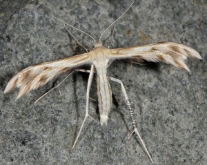 Wheeleria spilodactylus 13 2