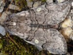 Achlya flavicornis 06 3