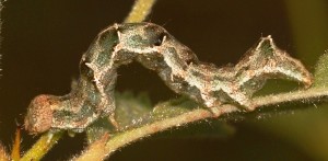 Acontia viridisquama L5