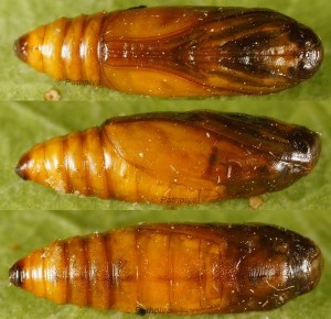 Acrobasis bithynella