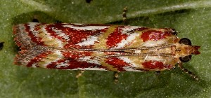 Acrobasis porphyrella