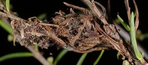 Acrobasis porphyrella nid 06 2