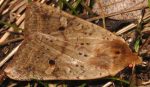 Agrochola blidaensis 34 2