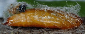 Anania testacealis cocon 2B 1