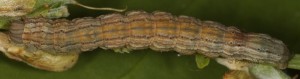 Autophila cataphanes