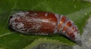 Catocala nymphaea p 1