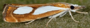 Catoptria pinella 06 2