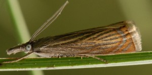 Chrysoteuchia culmella 06 1