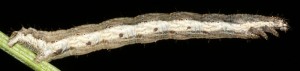 Coenotephria ablutaria