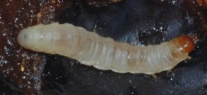 Corcyra cephalonica L5 84