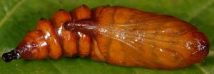 Cucullia campanulae p 1