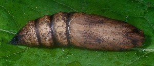 Deilephila elpenor p 1
