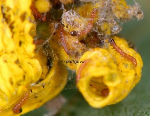 Duponchelia fovealis L1 06 3