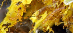 Duponchelia fovealis L2 06 2