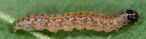 Duponchelia fovealis L4 06 3