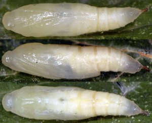 Ecpyrrhorrhoe rubiginalis chrysalide 06 1