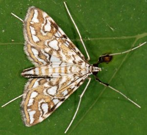 Elophila nymphaeata 13 4