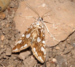Elophila nymphaeata 34 1