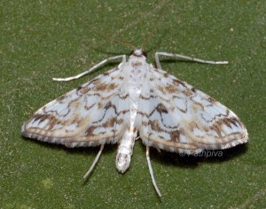 Elophila rivulalis 66 4