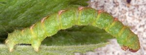 Entephria infidaria L5 06 1