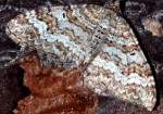 Epirrhoe molluginata 06 3