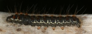 Eriogaster lanestris