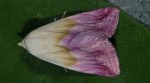 Eublemma purpurina (I, L3, L4, L5, P)