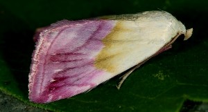 Eublemma purpurina 2