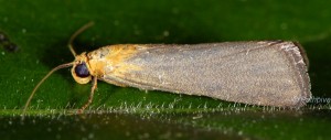 Eurhodope cirrigerella 06 2
