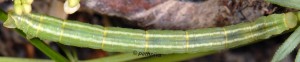 Gandaritis pyraliata L5 06 2